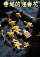 巷尾的迎春花